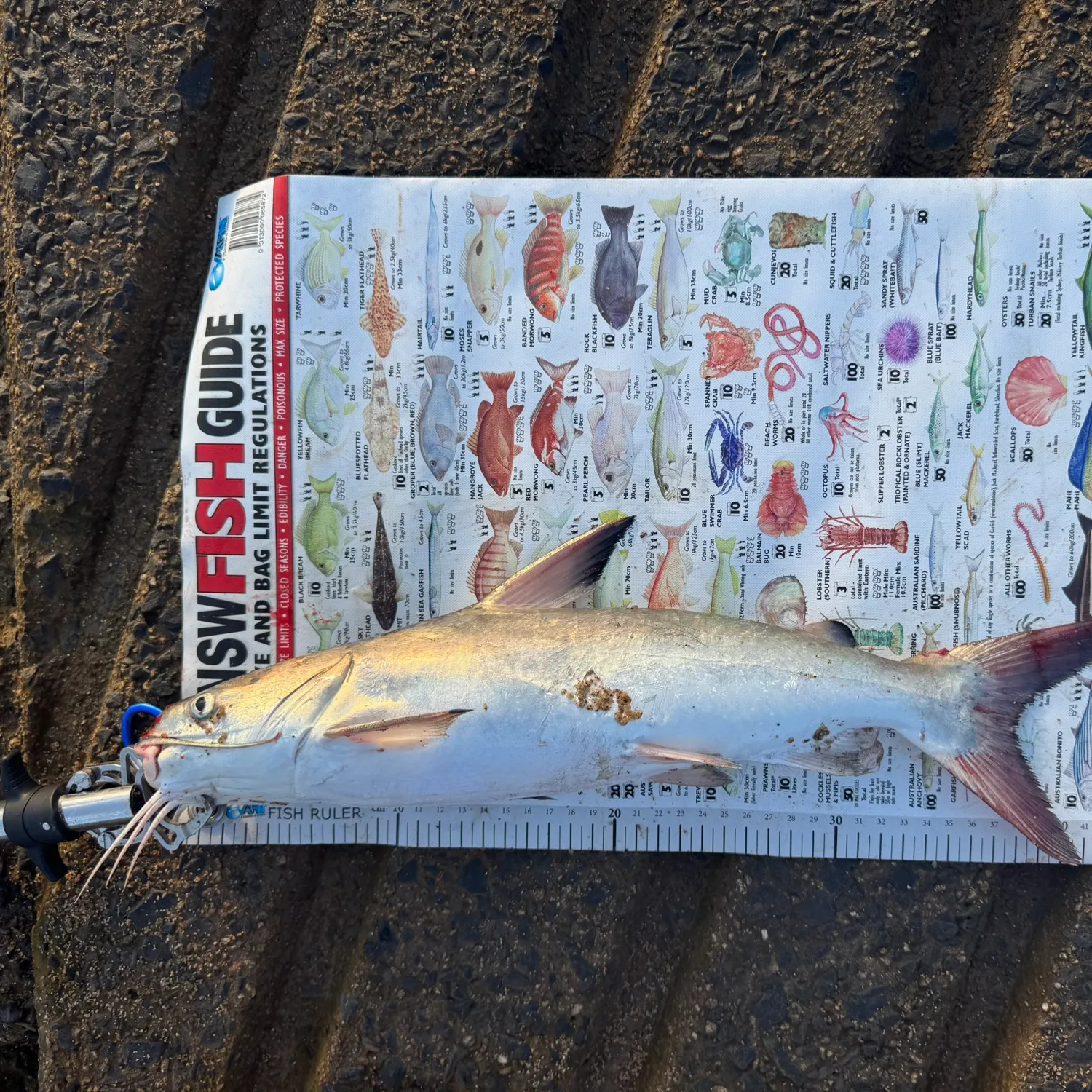 The most recent Hardhead sea catfish catches on Fishbrain