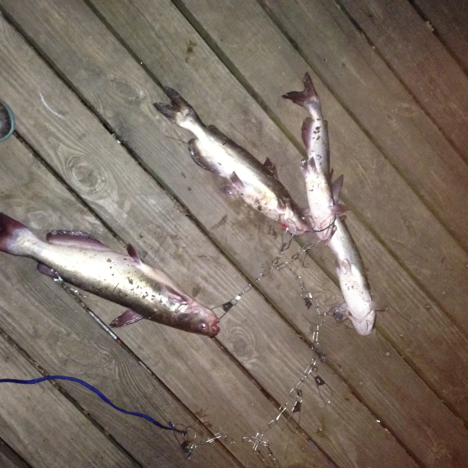 recently logged catches