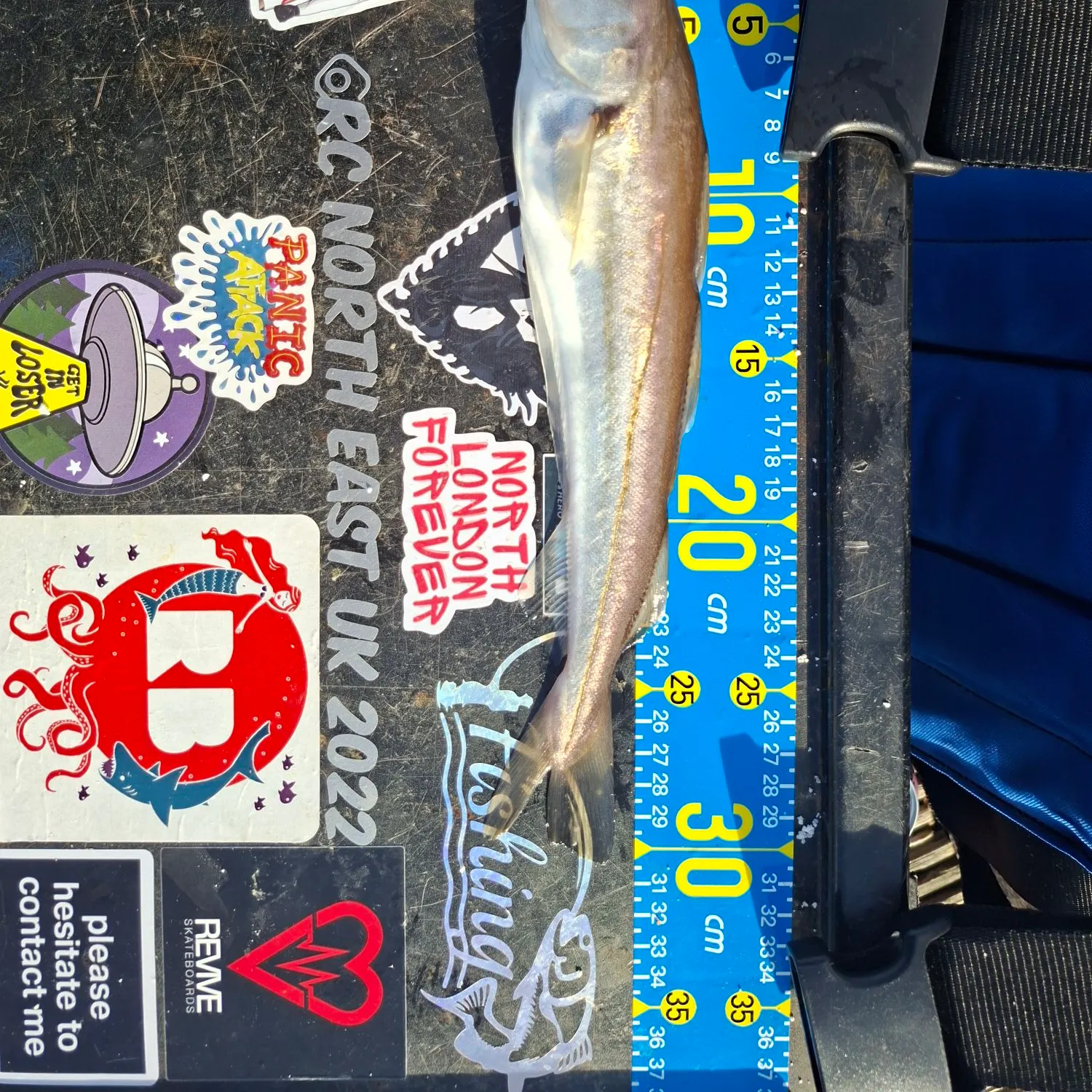 Whiting caught on Fishbrain