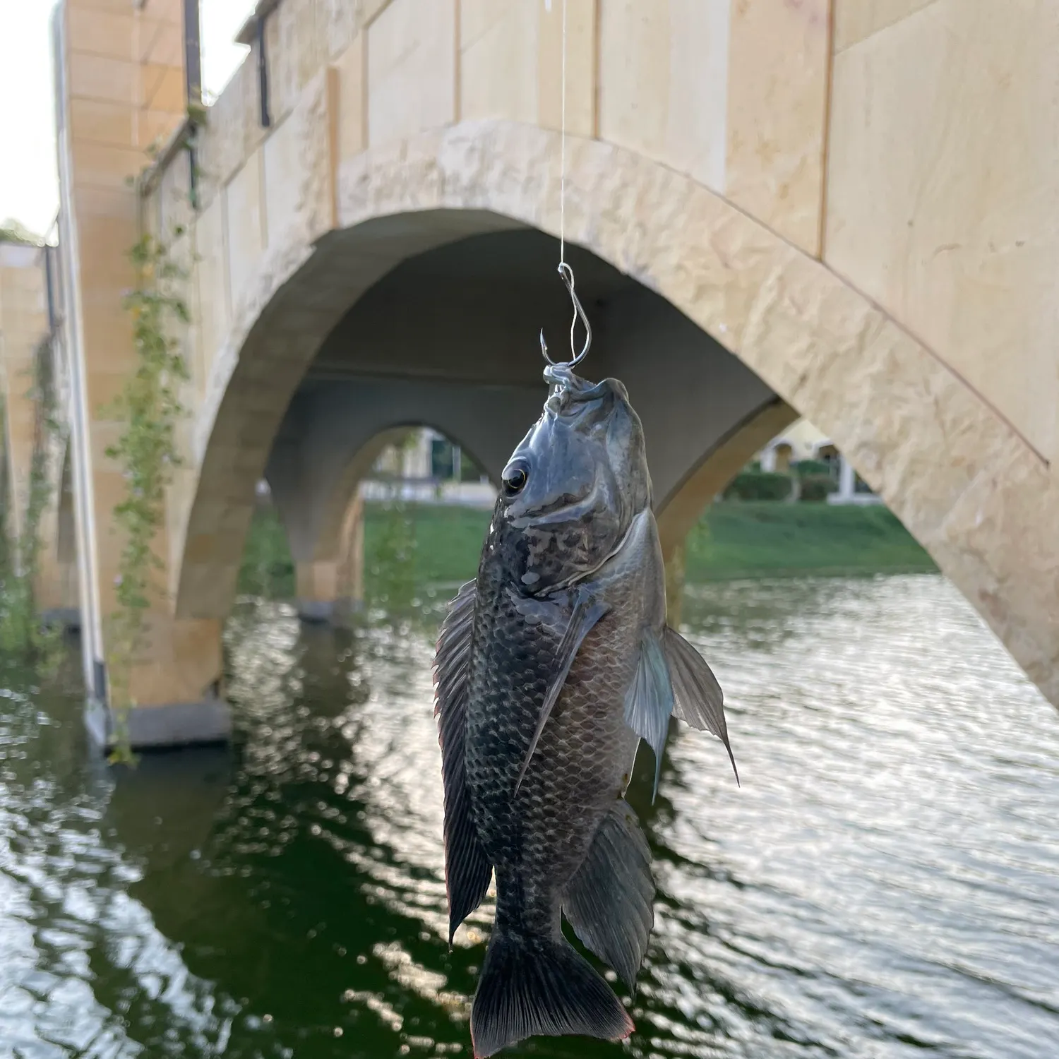 The most recent Mangrove red snapper catches on Fishbrain