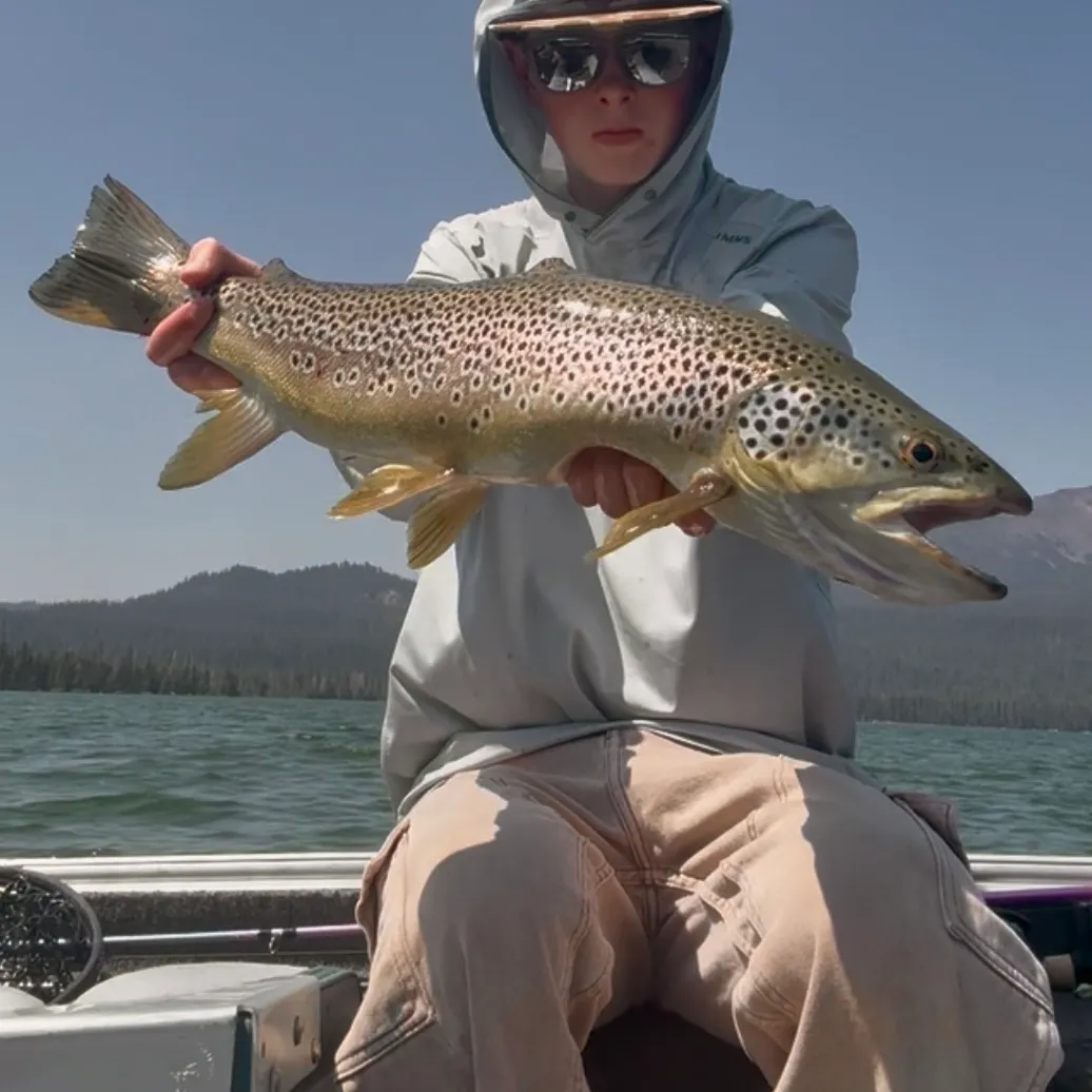 Brown trout caught on Fishbrain