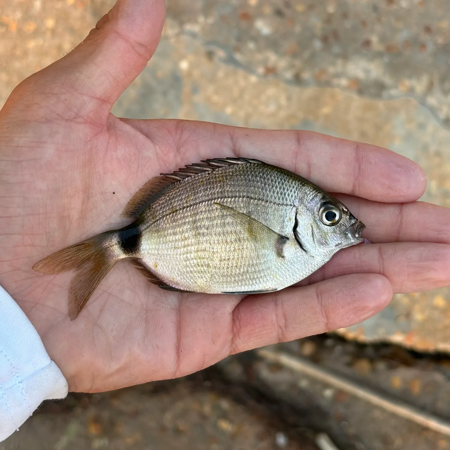 The most recent Spottail seabream catches on Fishbrain