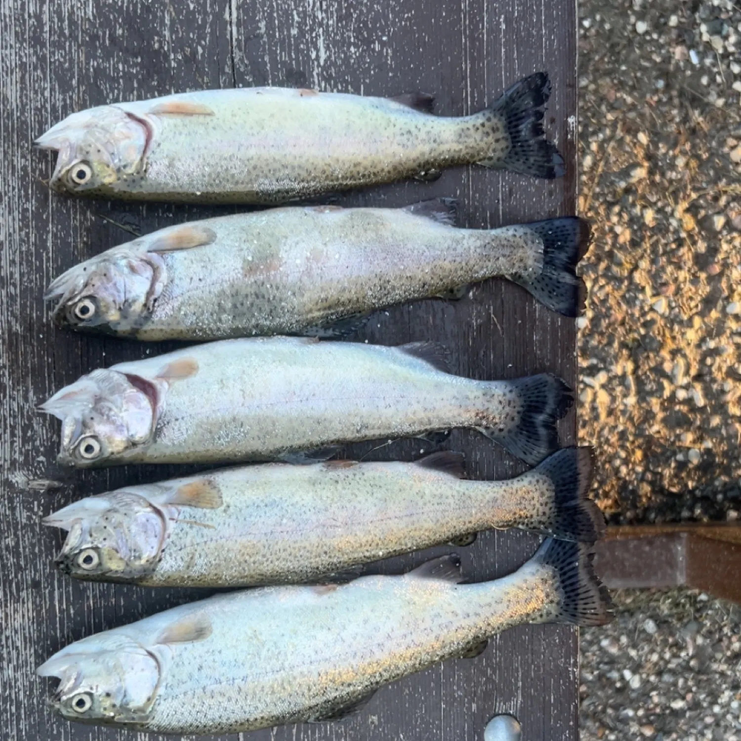 recently logged catches