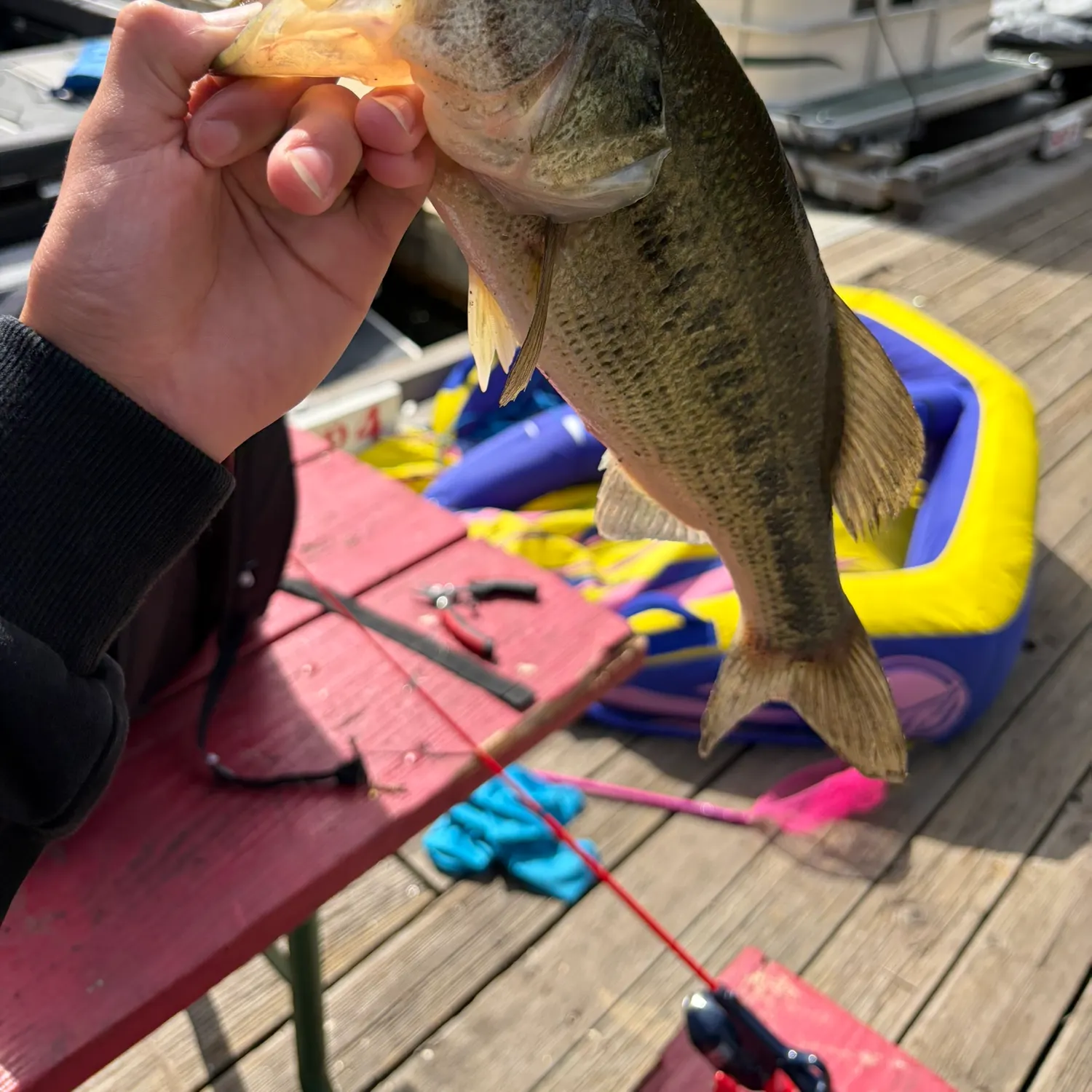 Largemouth bass caught on Fishbrain