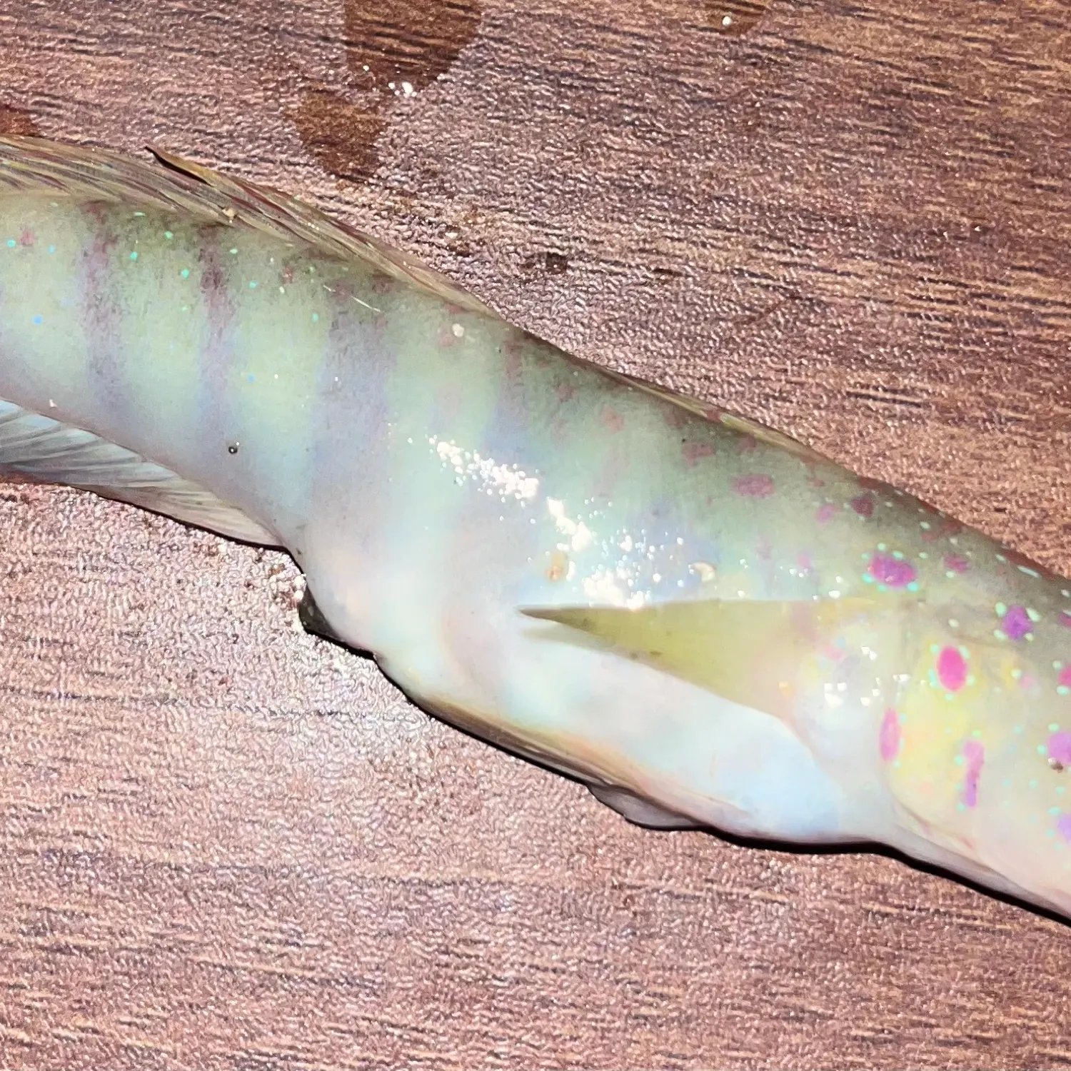 The most popular recent Peacock shrimpgoby catch on Fishbrain