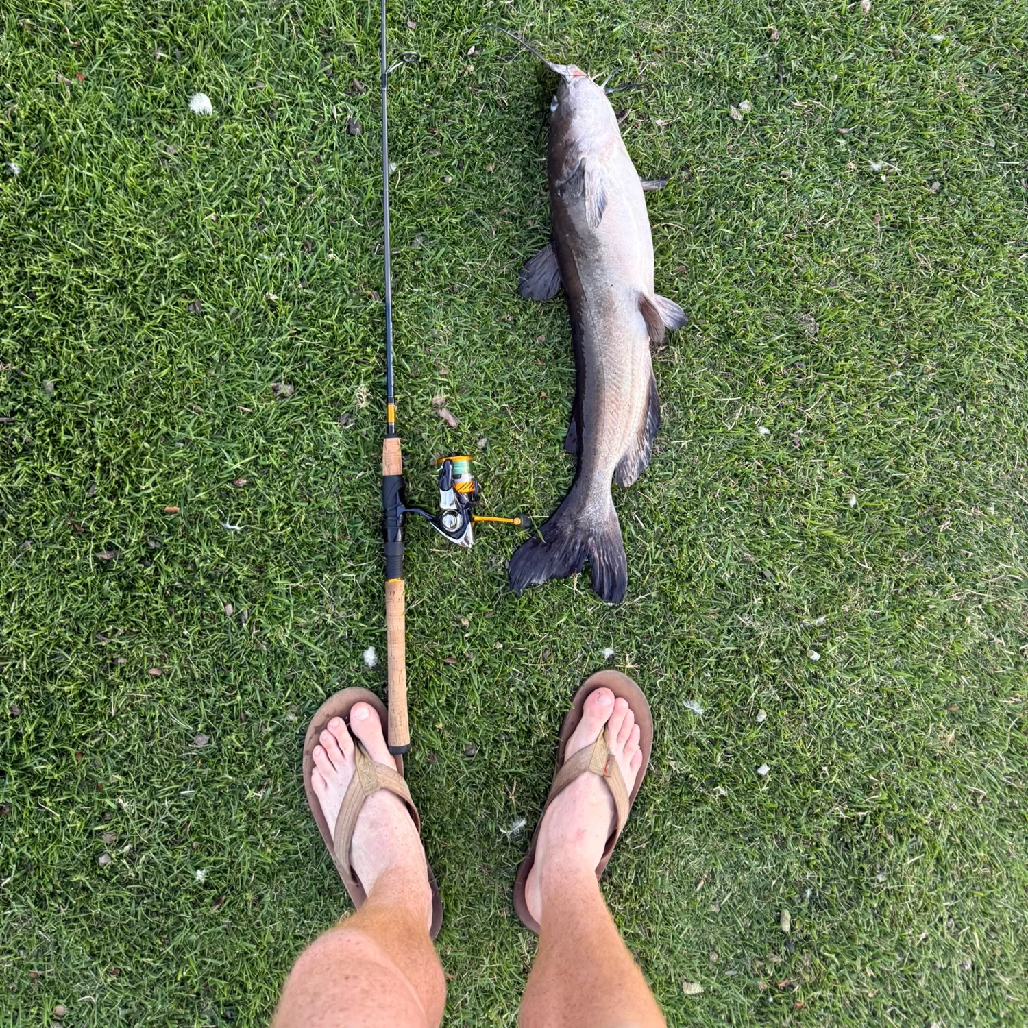 Channel catfish caught on Fishbrain