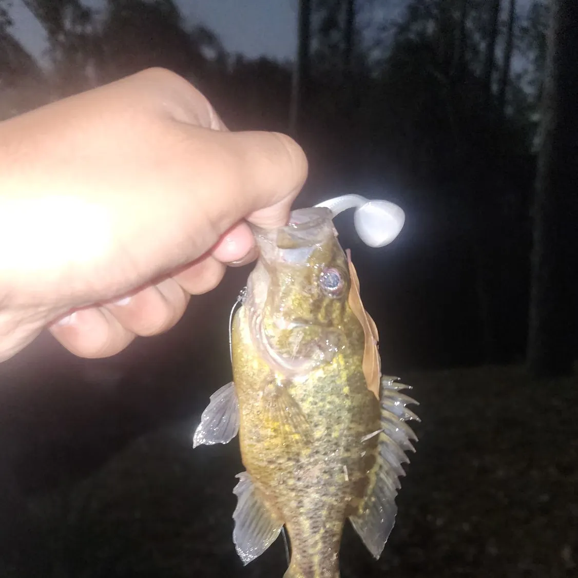 Warmouth caught on Fishbrain