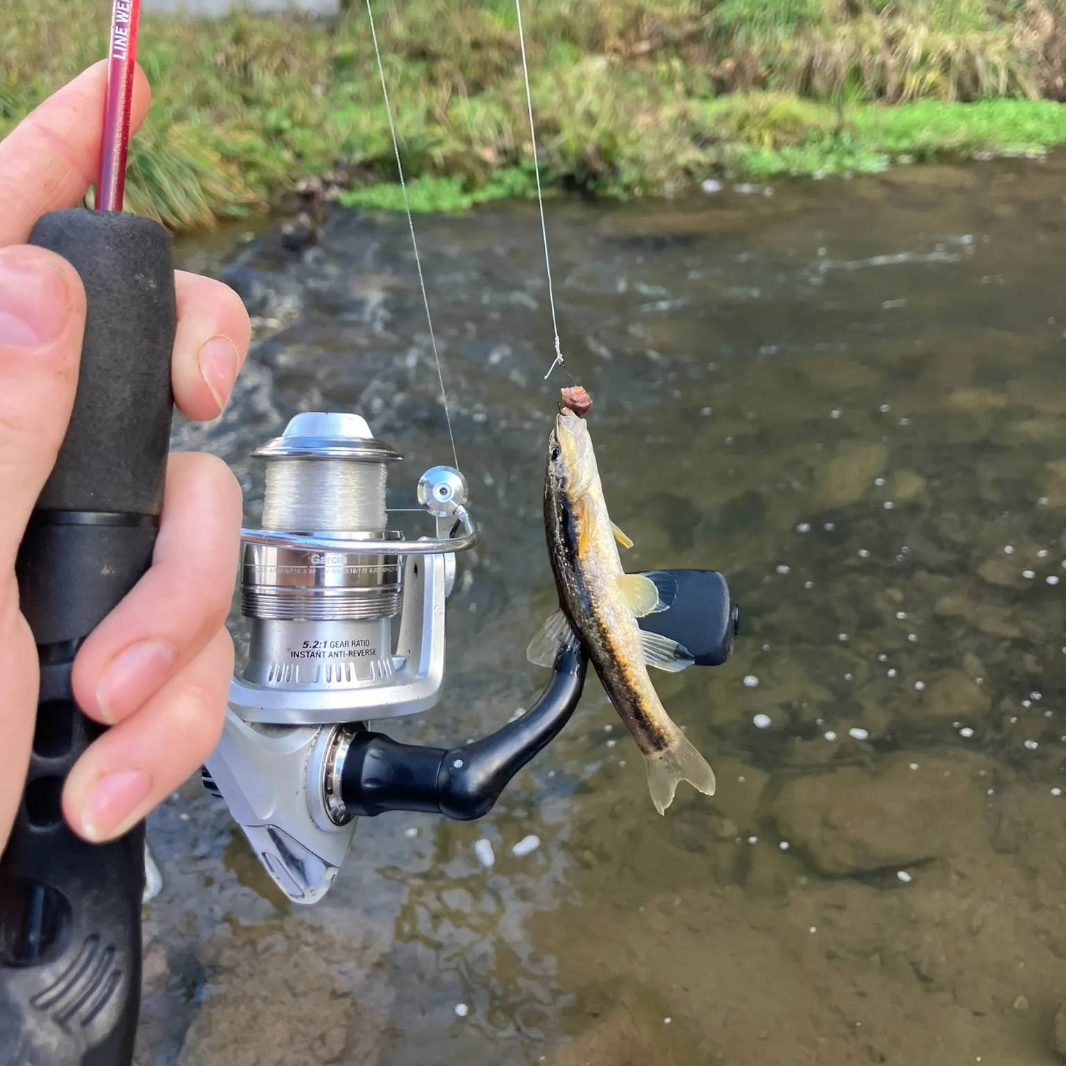 The most recent Eastern blacknose dace catches on Fishbrain