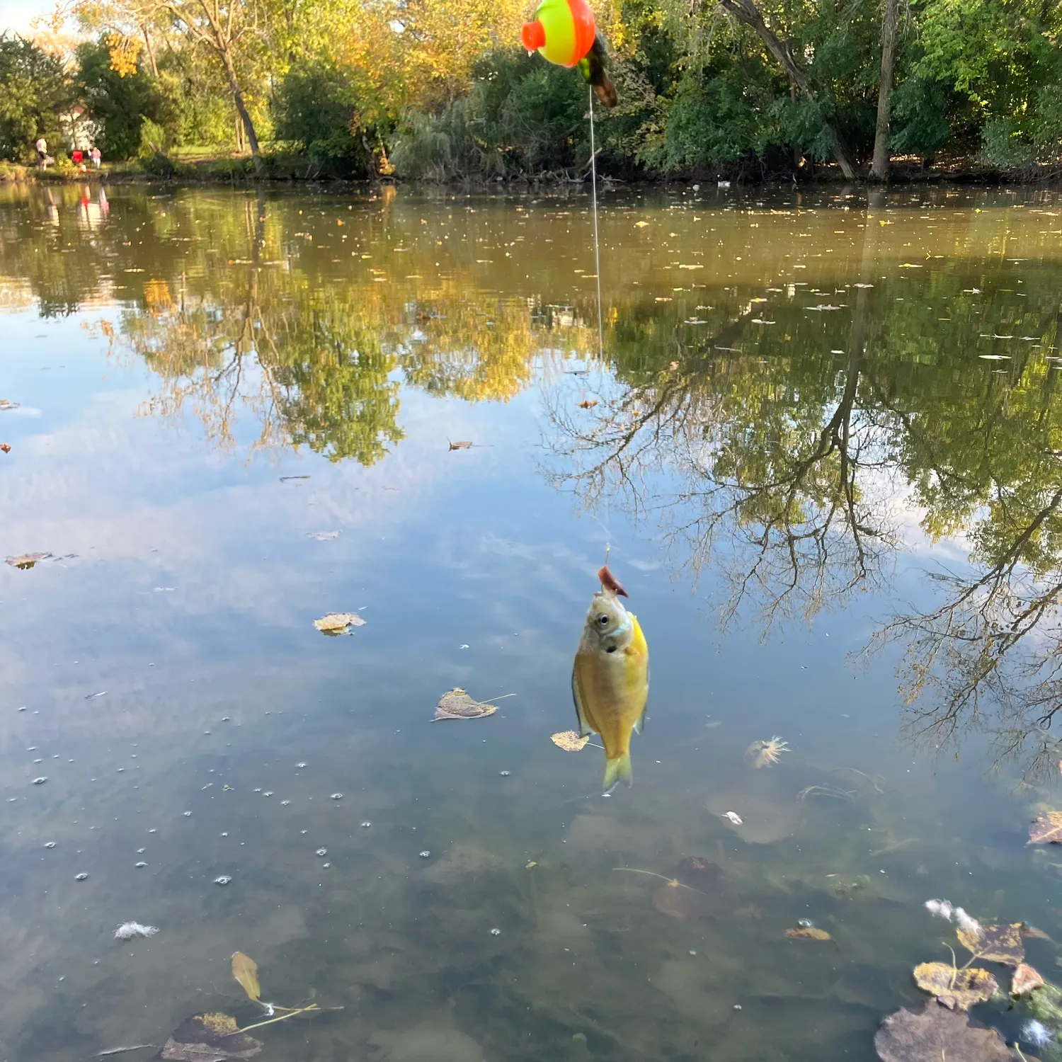 Bluegill caught on Fishbrain