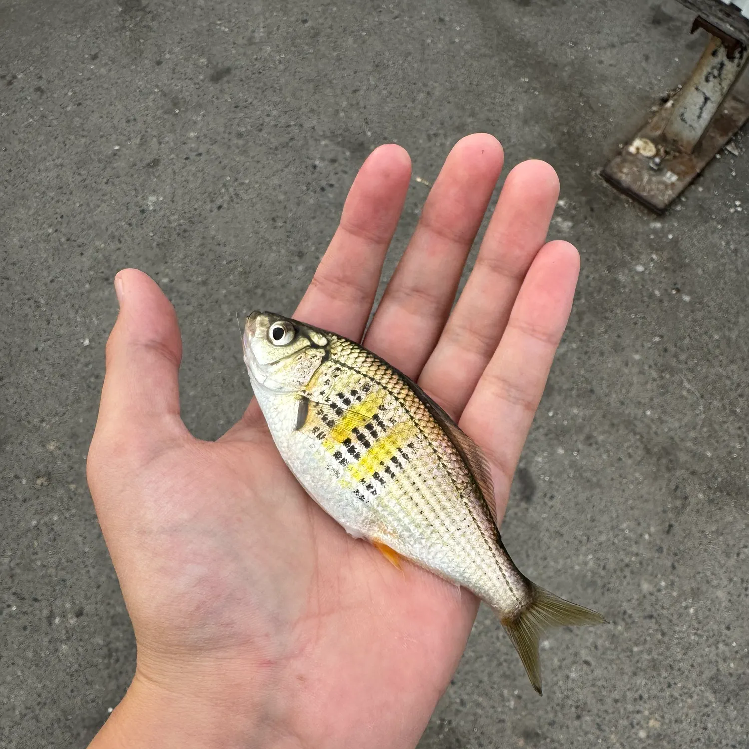 The most recent Pile perch catches on Fishbrain