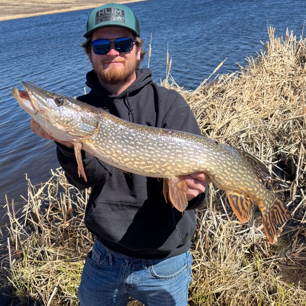 Northern pike caught on Fishbrain