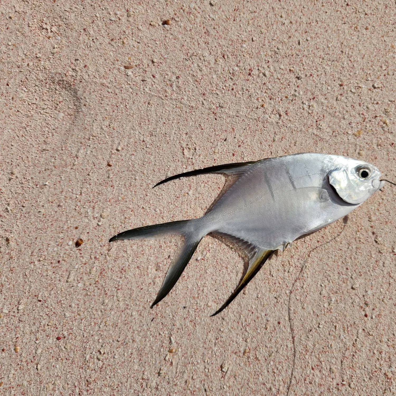 The most recent Palometa catches on Fishbrain
