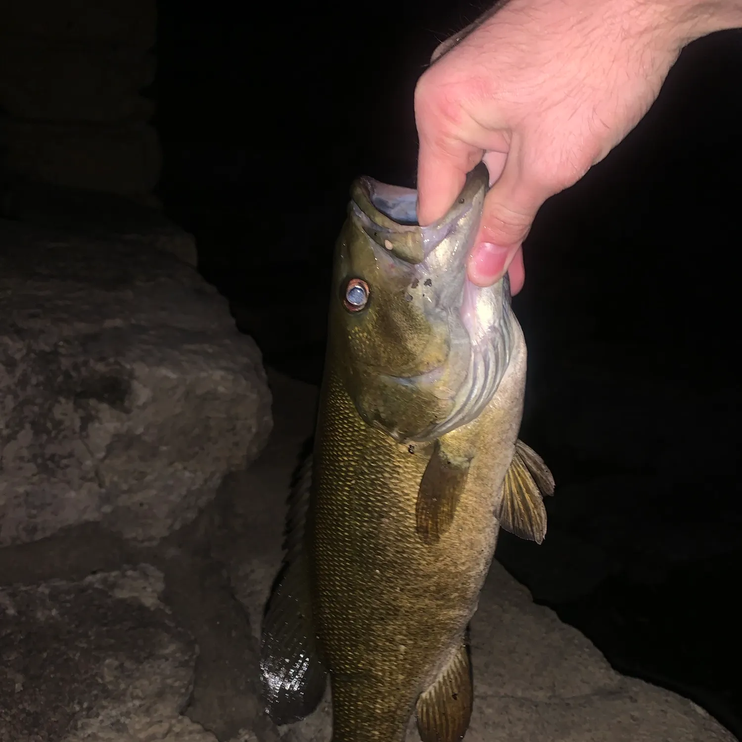 Smallmouth bass caught on Fishbrain