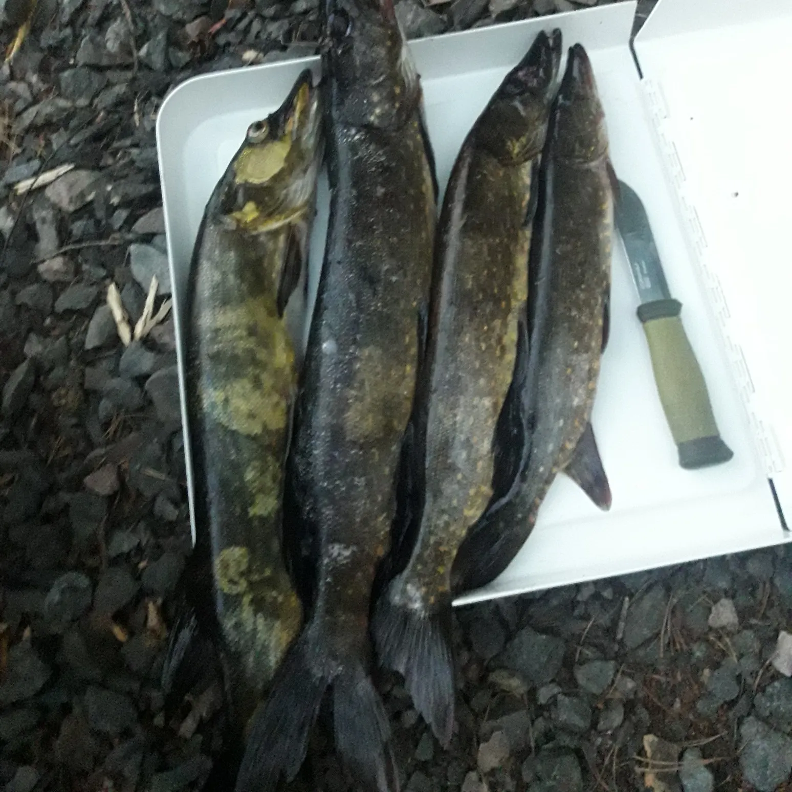 recently logged catches