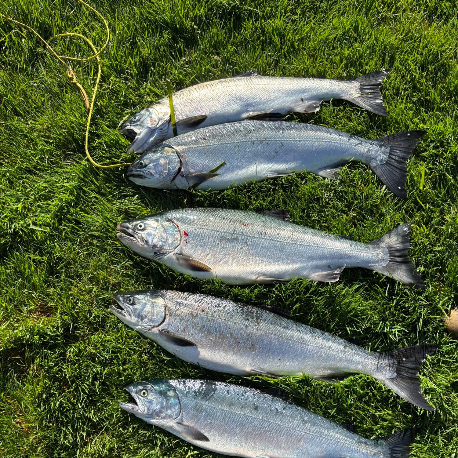 Coho salmon caught on Fishbrain