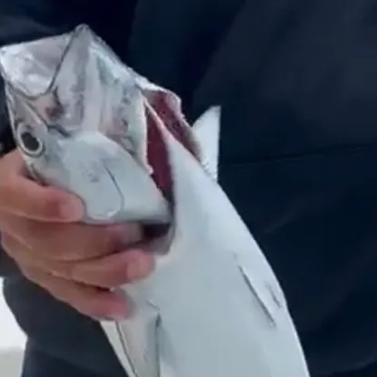 The most recent Plain bonito catches on Fishbrain