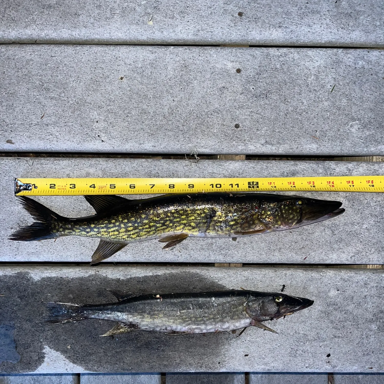 recently logged catches