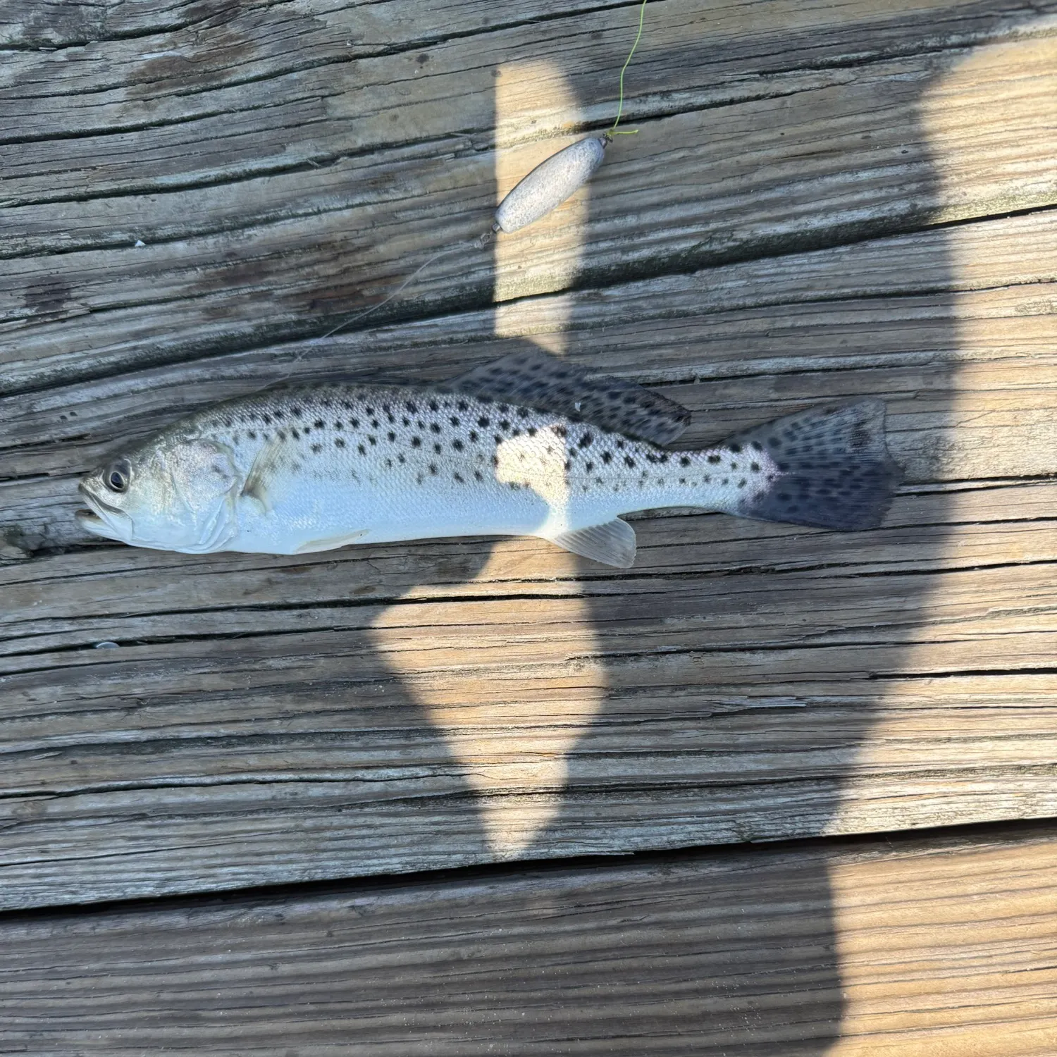 Spotted seatrout caught on Fishbrain