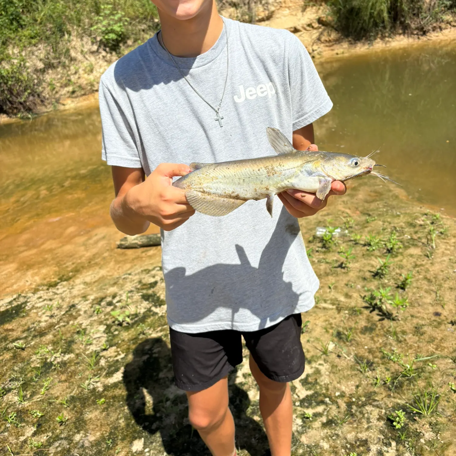 Channel catfish caught on Fishbrain