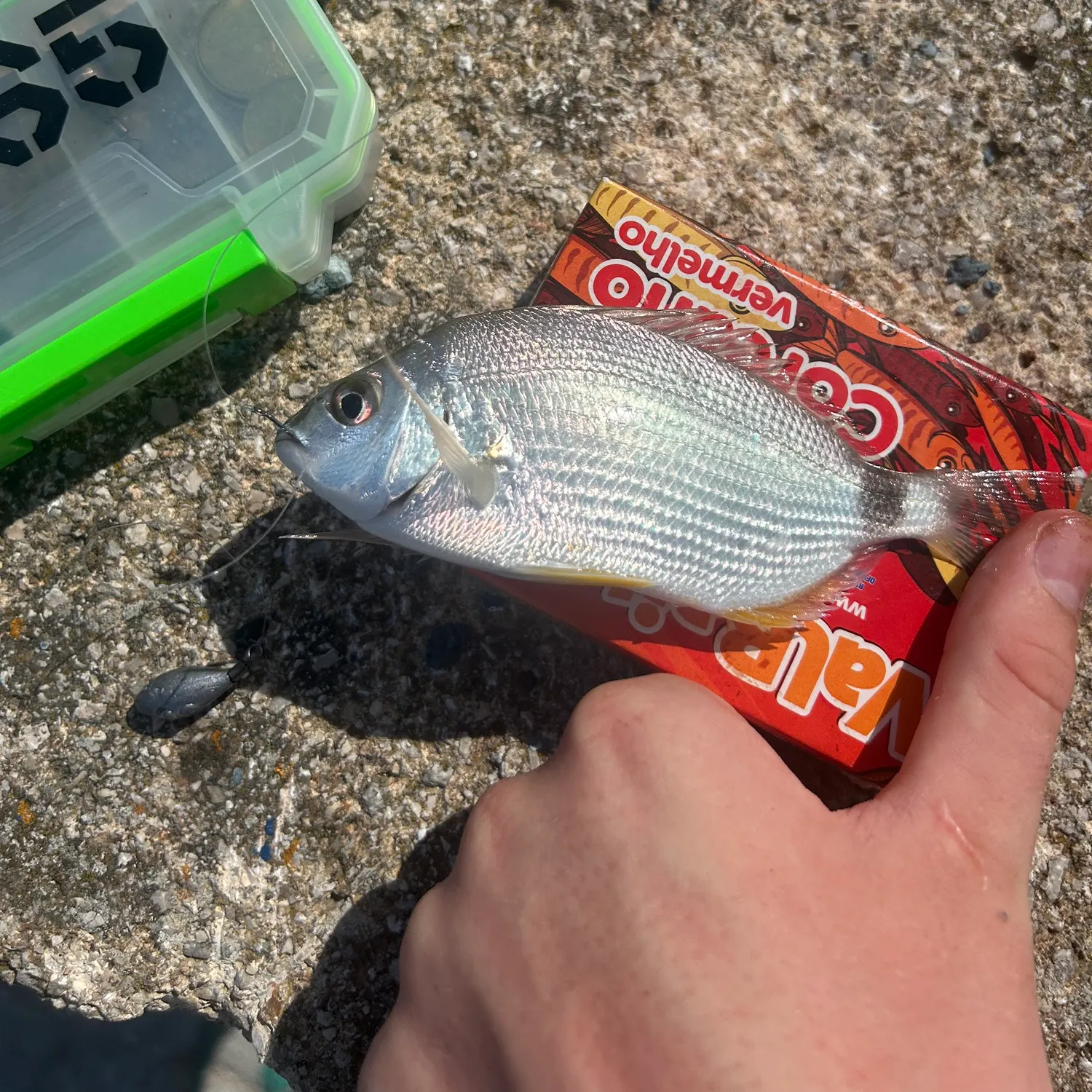 The most recent Annular seabream catches on Fishbrain