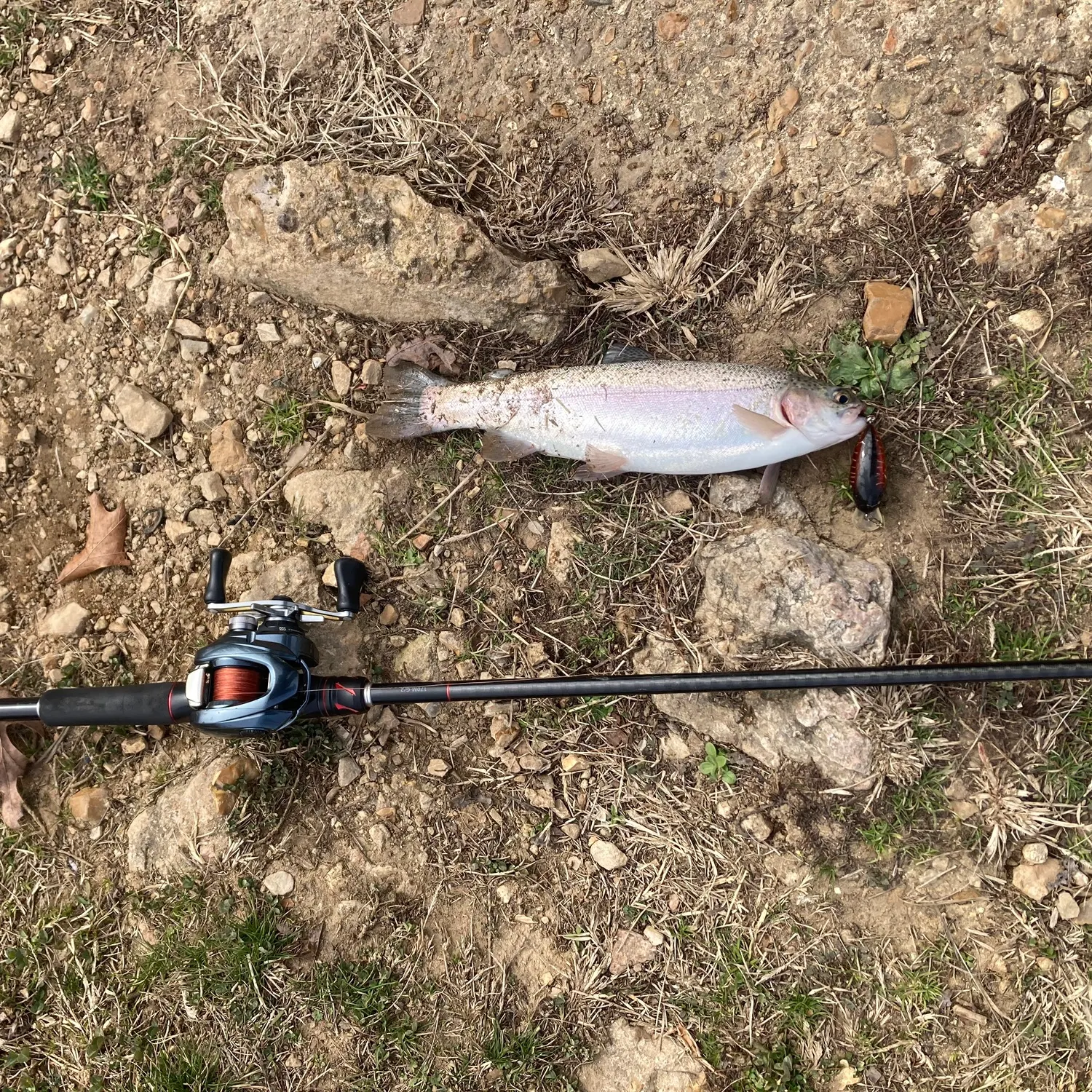 The most recent Rainbow trout catches on Fishbrain