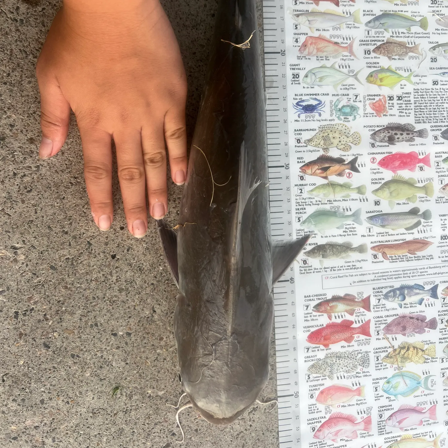 The most recent Spotted sea catfish catches on Fishbrain