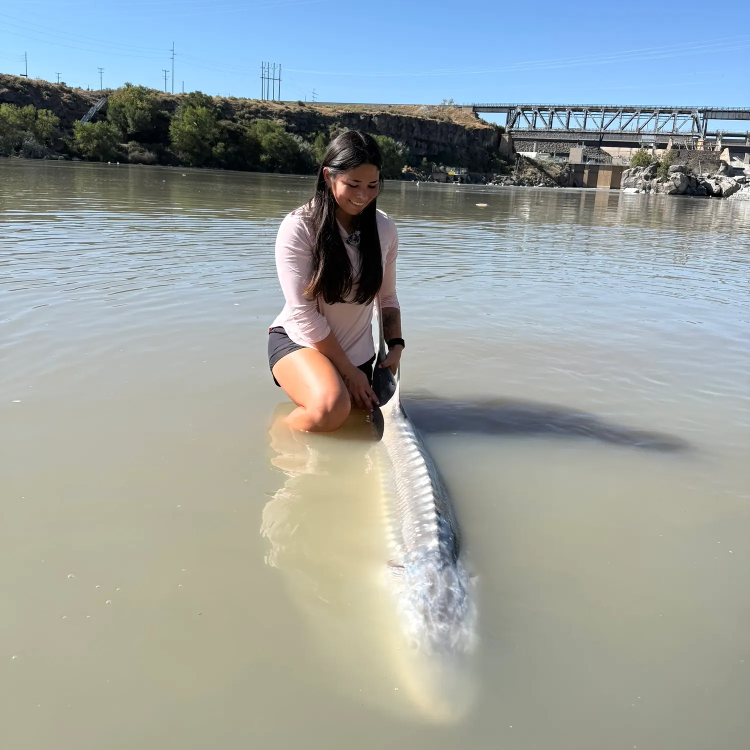 White sturgeon caught on Fishbrain