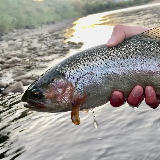 Rainbow trout caught on Fishbrain