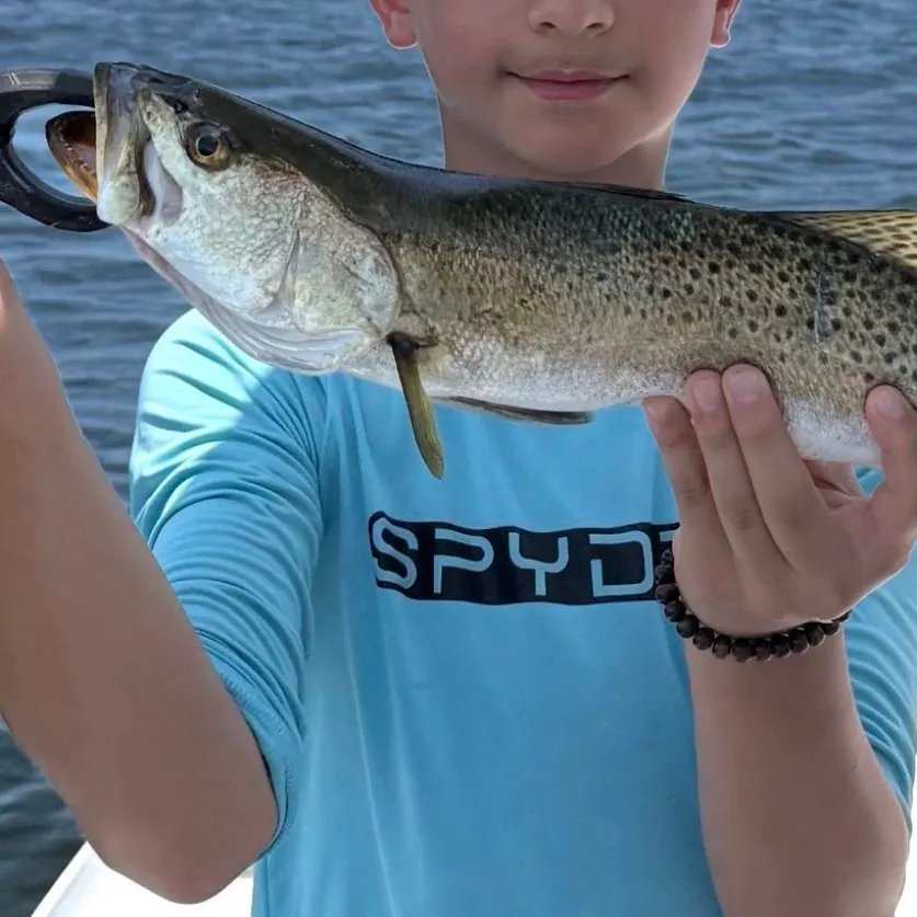Spotted seatrout caught on Fishbrain