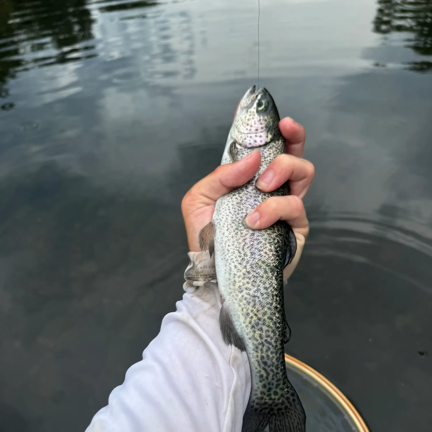 Rainbow trout caught on Fishbrain