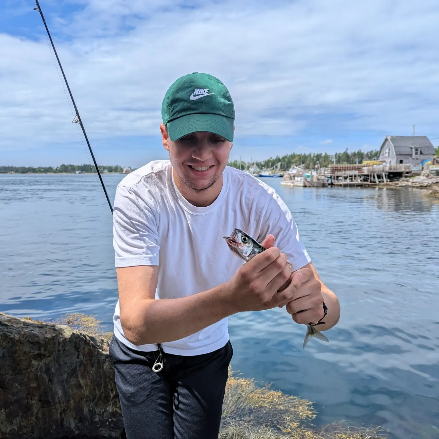 The most recent Atlantic mackerel catches on Fishbrain