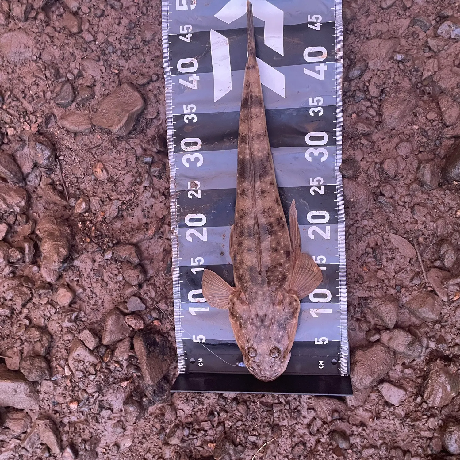 The most recent Dusky flathead catches on Fishbrain