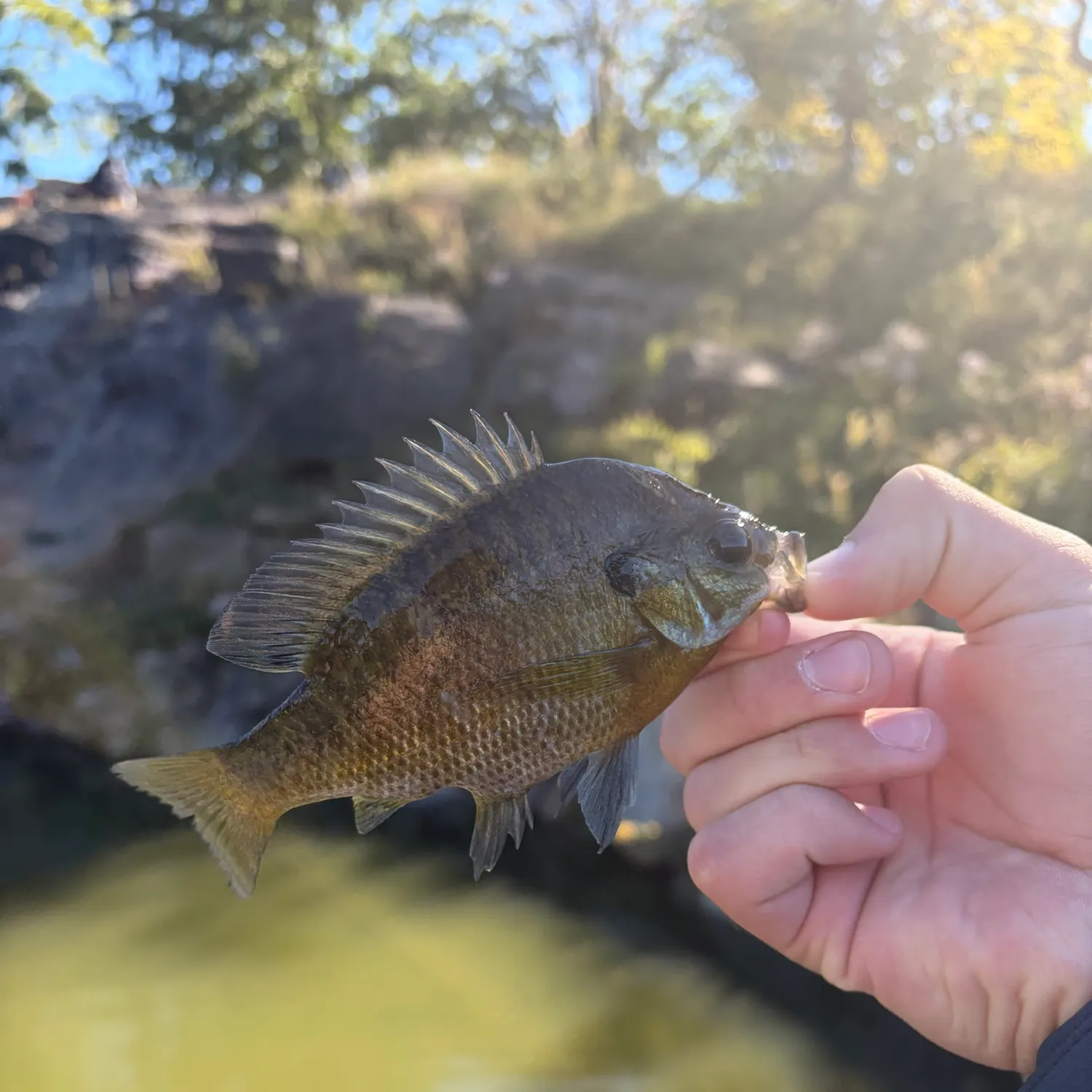 Bluegill caught on Fishbrain