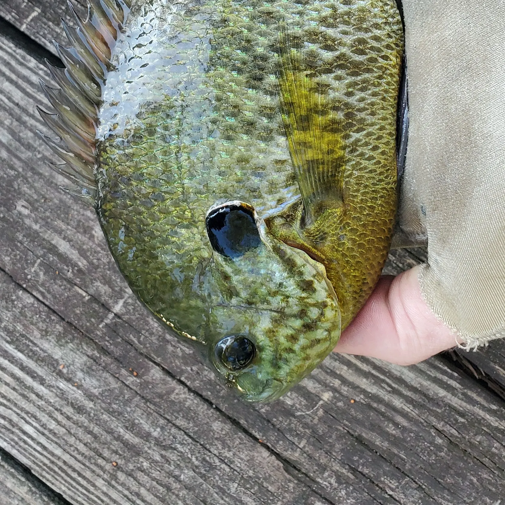Bluegill caught on Fishbrain