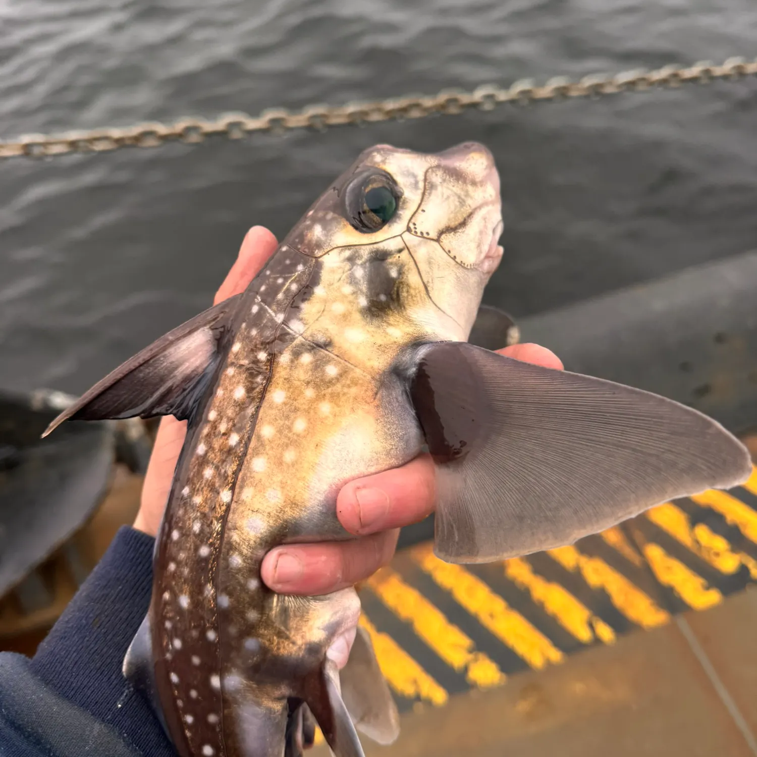 The most recent Spotted ratfish catches on Fishbrain