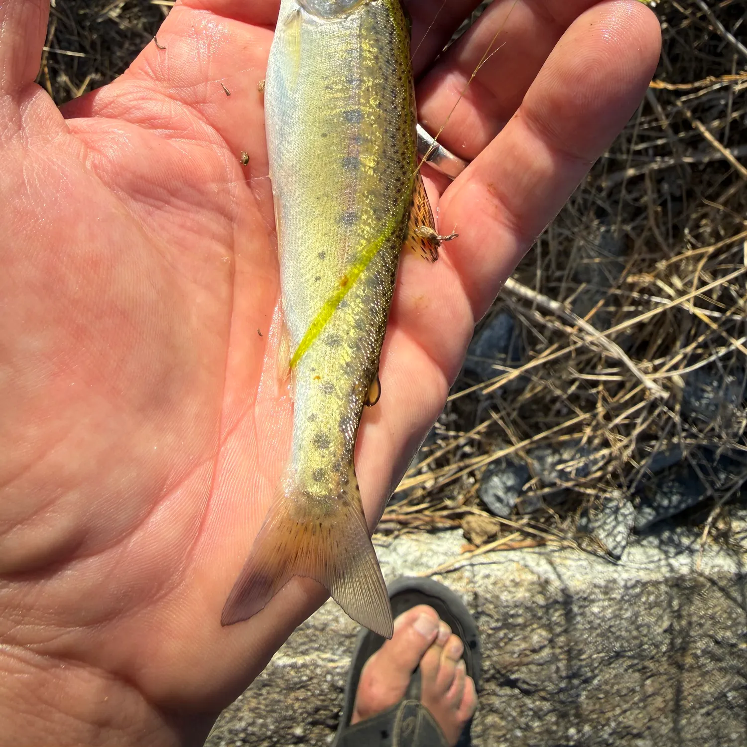 Rainbow trout caught on Fishbrain
