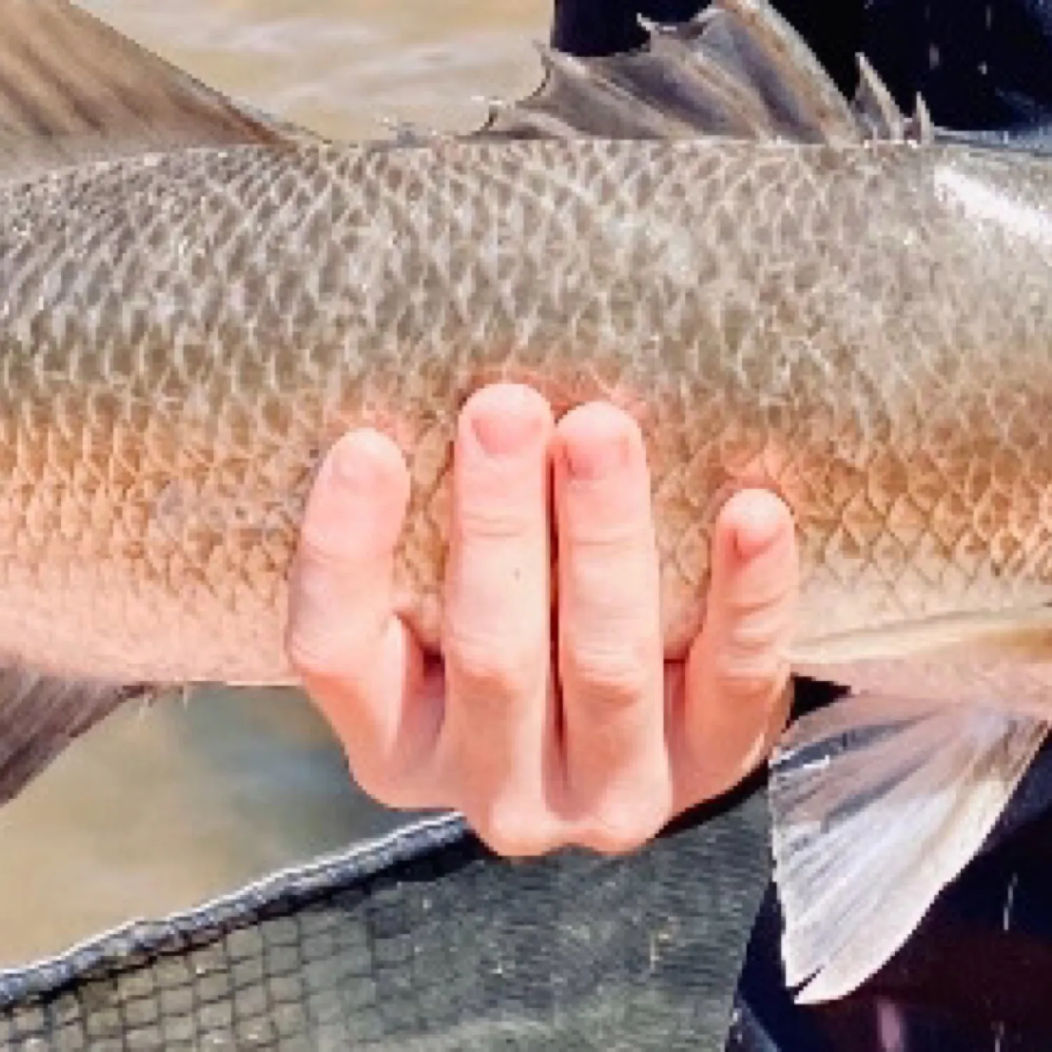 Barramundi caught on Fishbrain