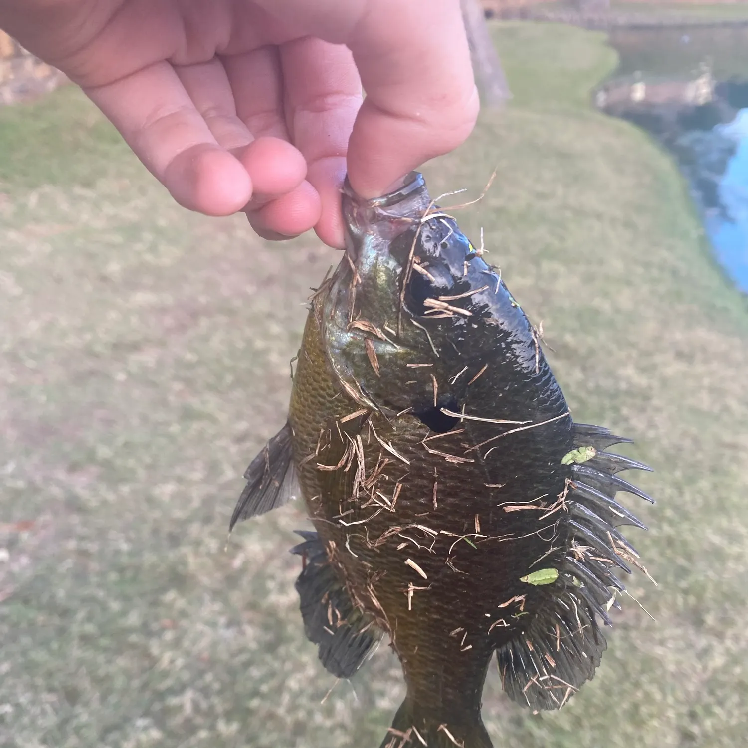 Bluegill caught on Fishbrain