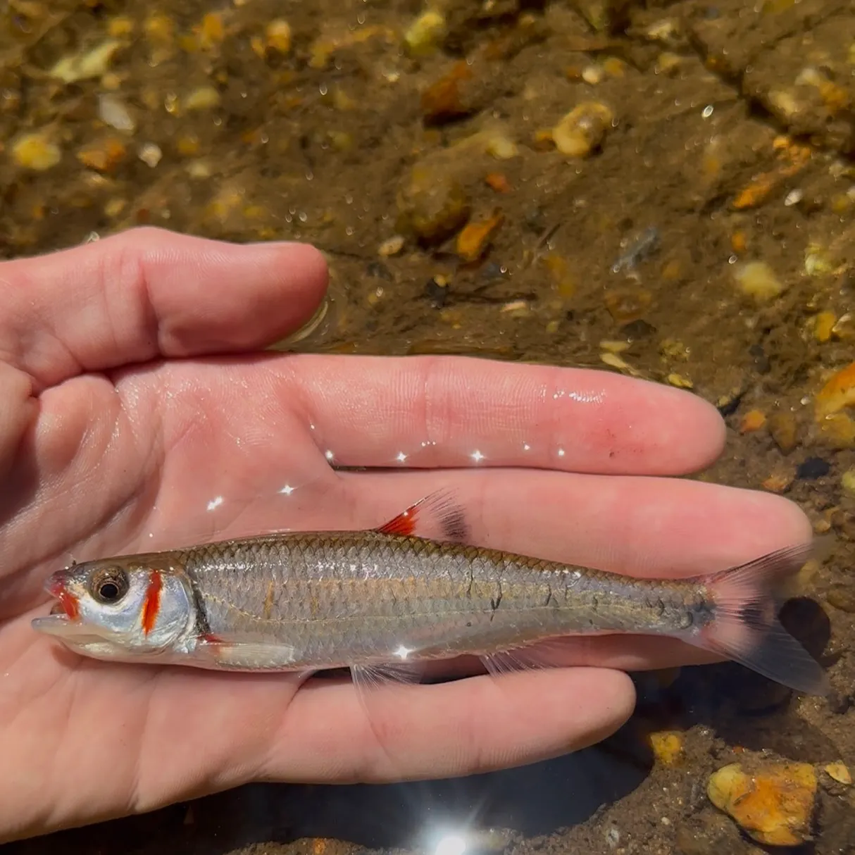 The most recent Warpaint shiner catches on Fishbrain