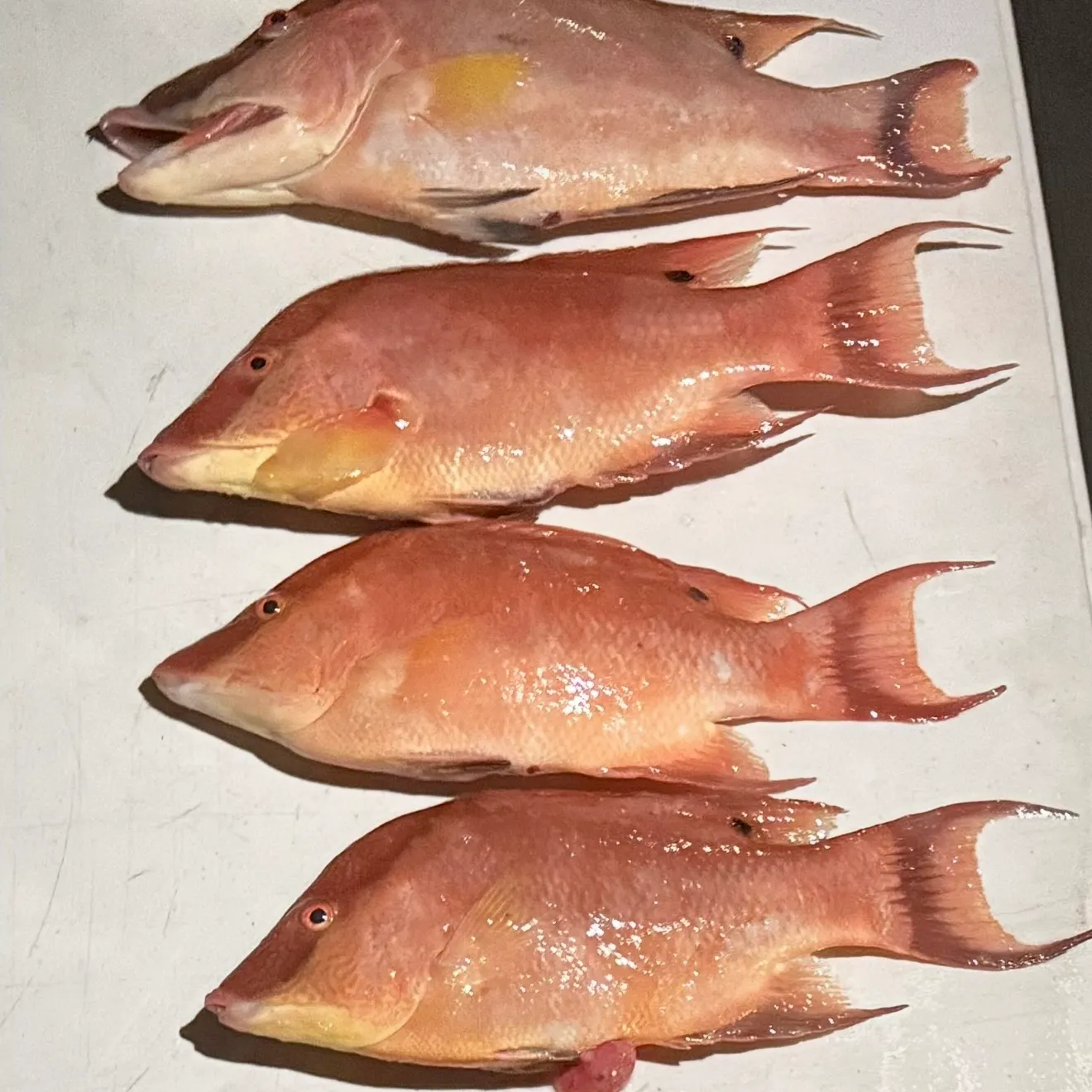 The most recent Hogfish catches on Fishbrain