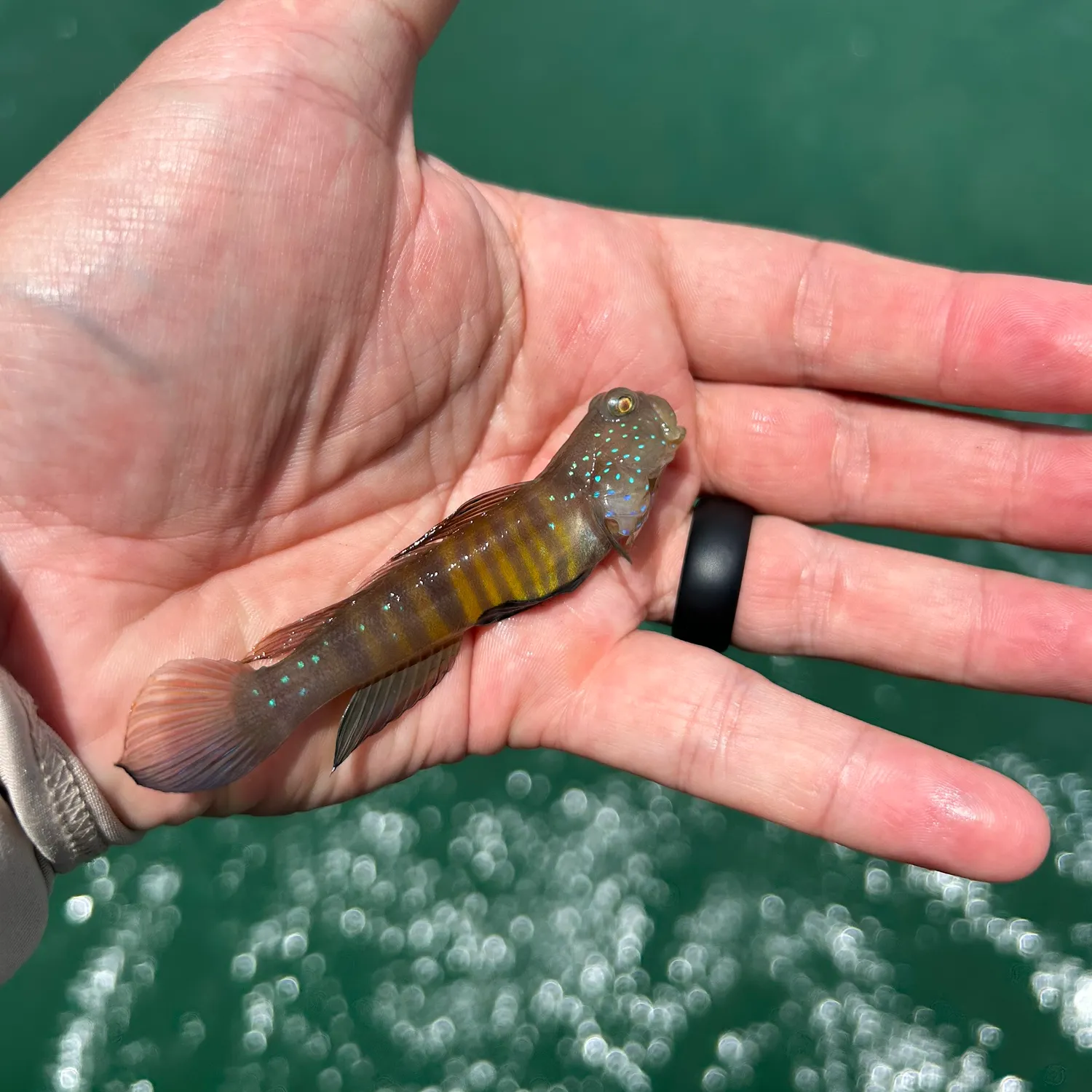 The most recent Common goby catches on Fishbrain