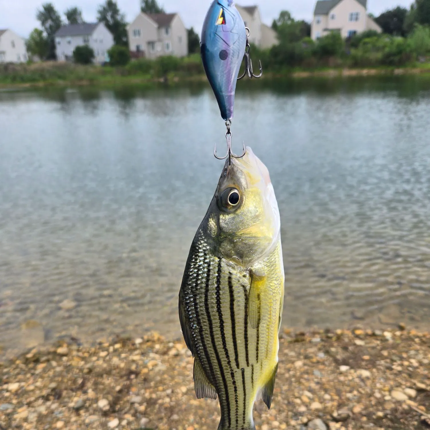 Fish caught on Fishbrain