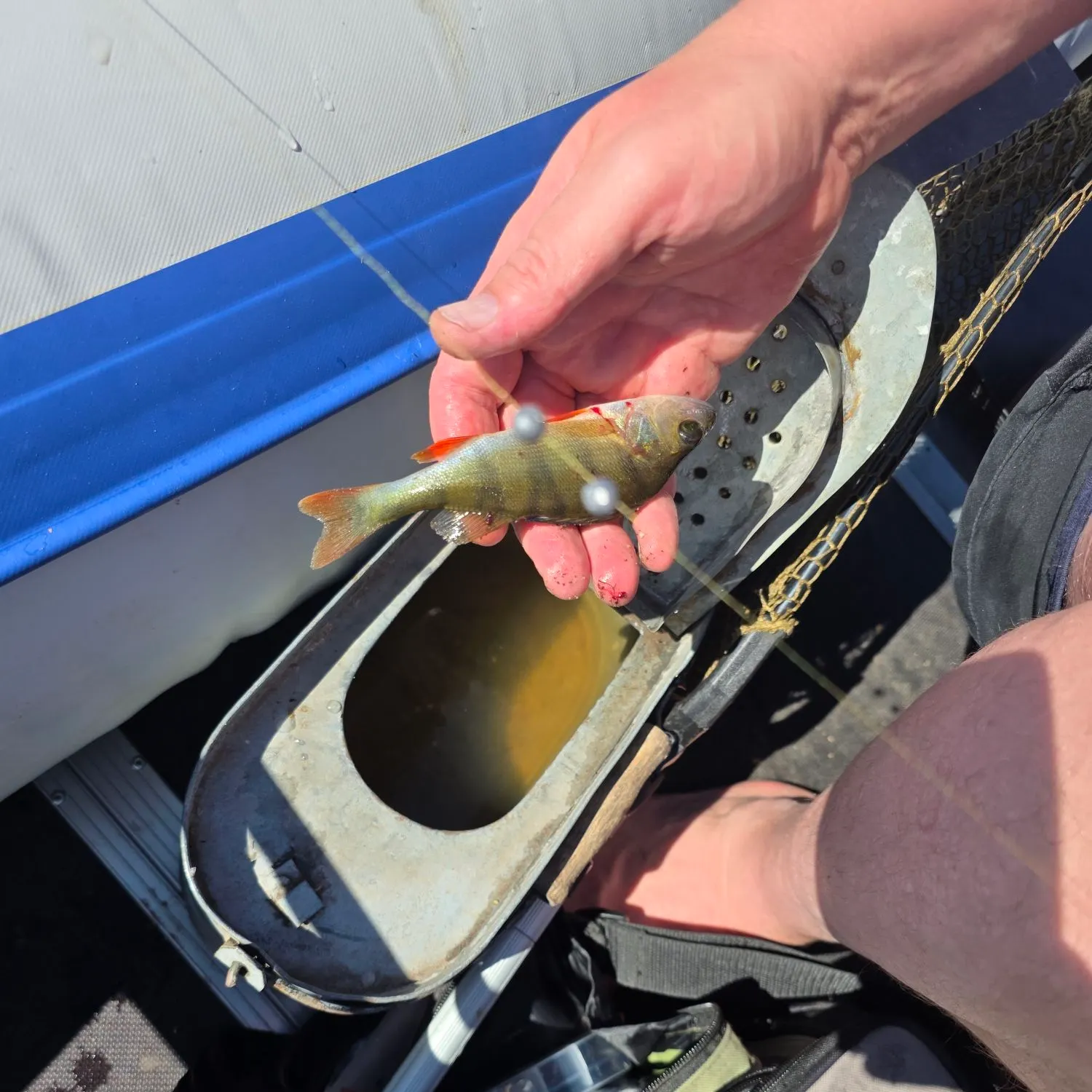 European perch caught on Fishbrain