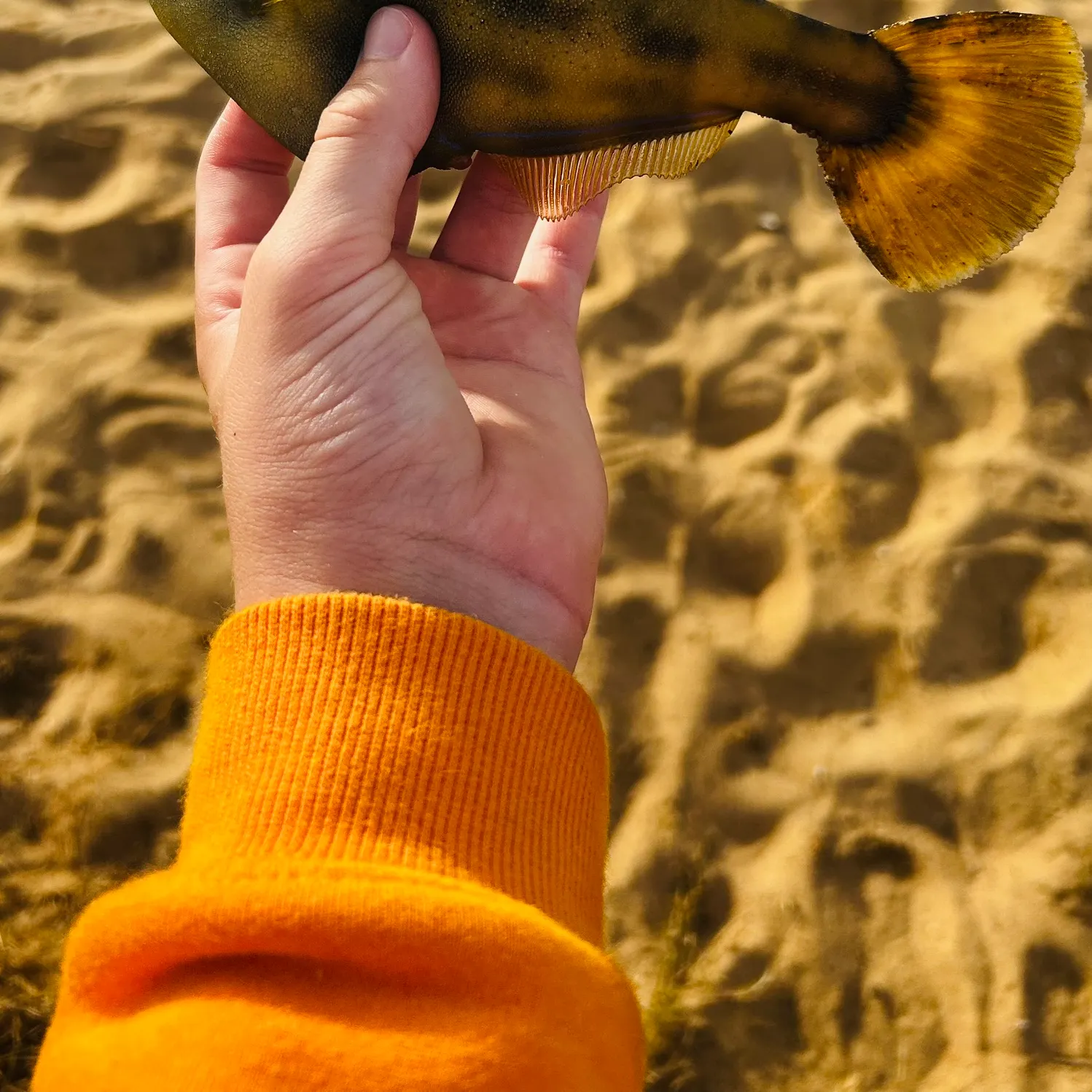 The most recent Yellowfin leatherjacket catches on Fishbrain