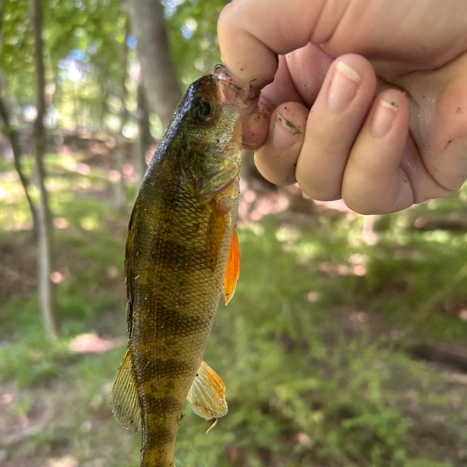 Yellow perch caught on Fishbrain