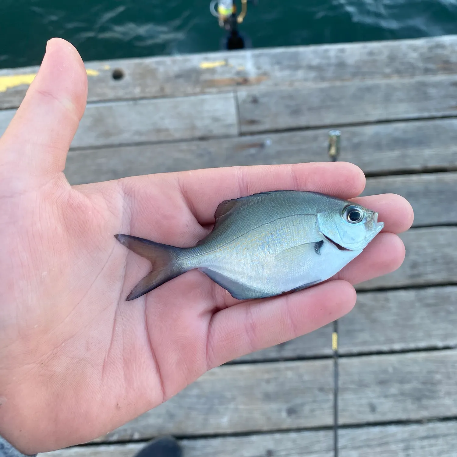 The most recent Silver sweep catches on Fishbrain