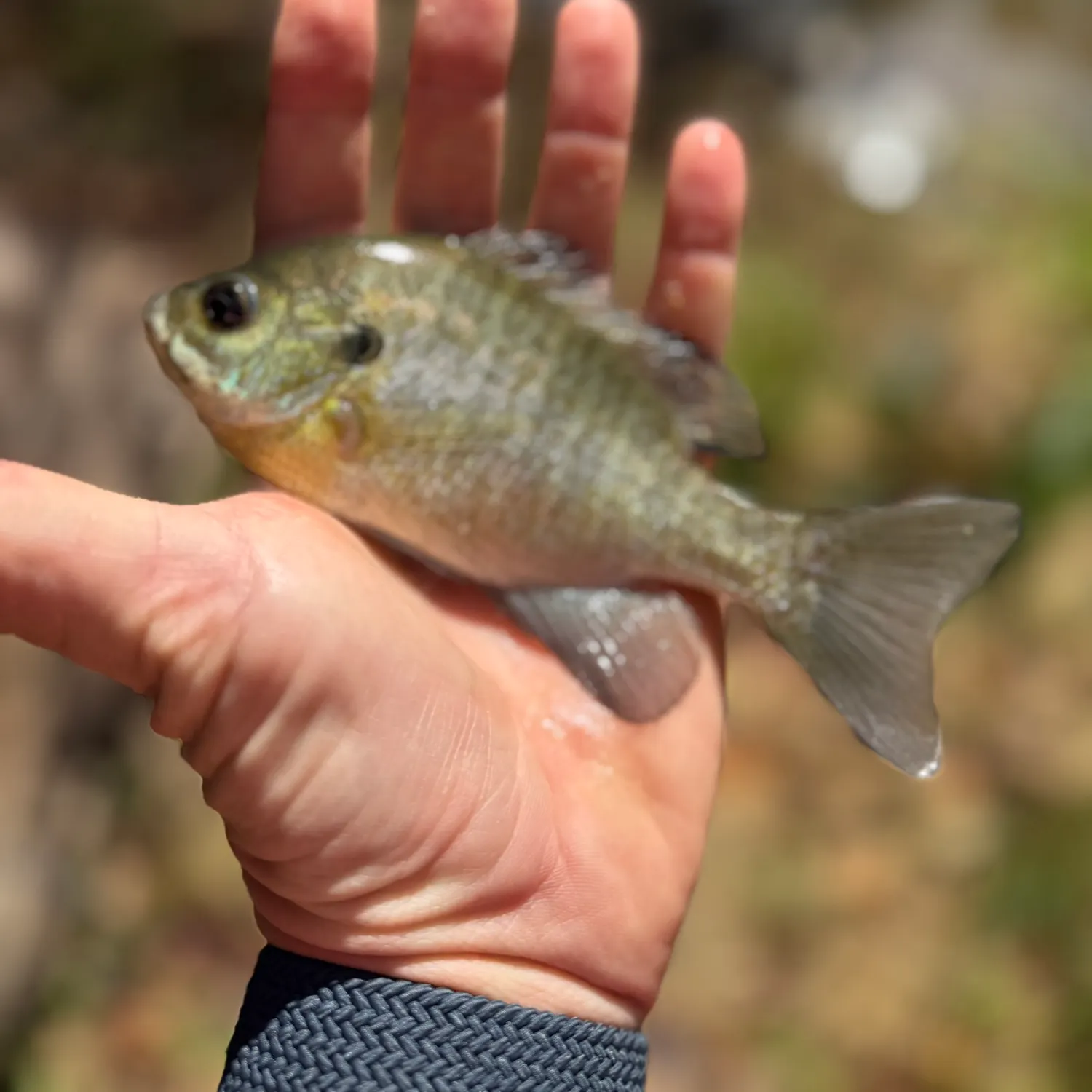 Bluegill caught on Fishbrain