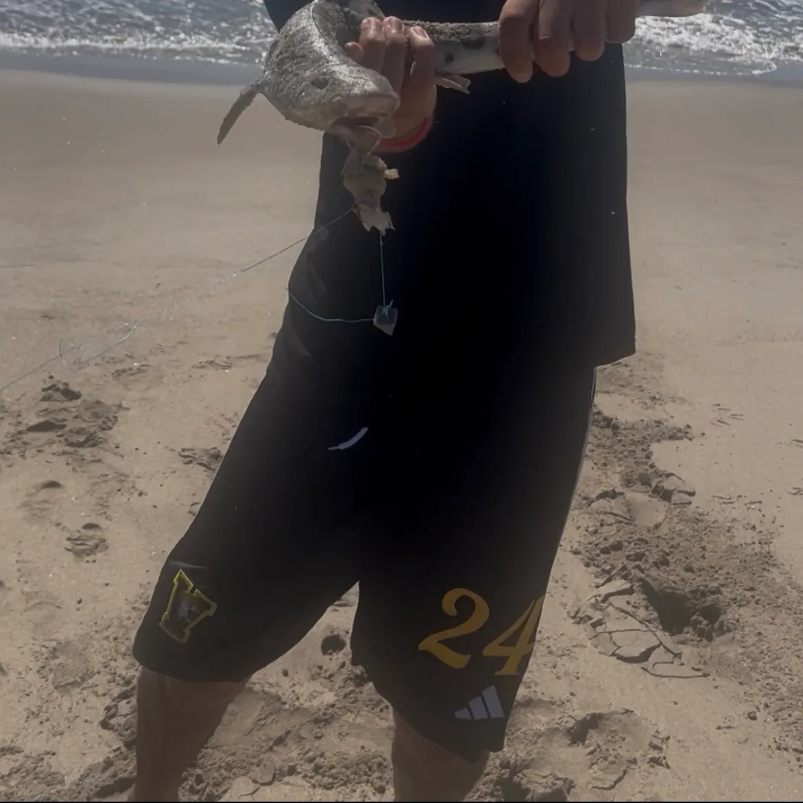 Leopard shark caught on Fishbrain