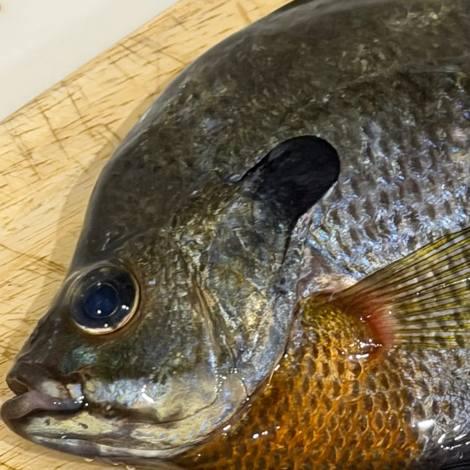 Bluegill caught on Fishbrain