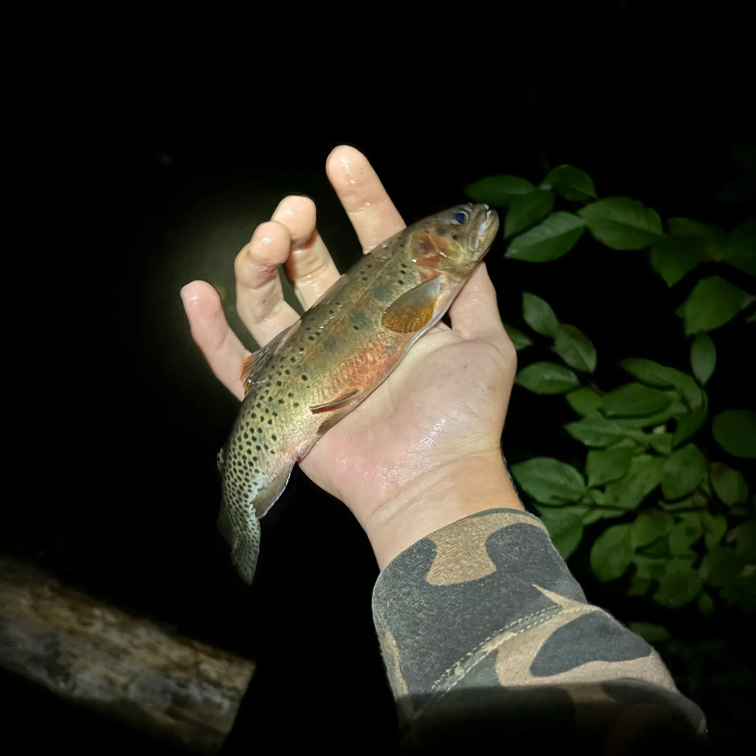 The most recent Westslope cutthroat trout catches on Fishbrain